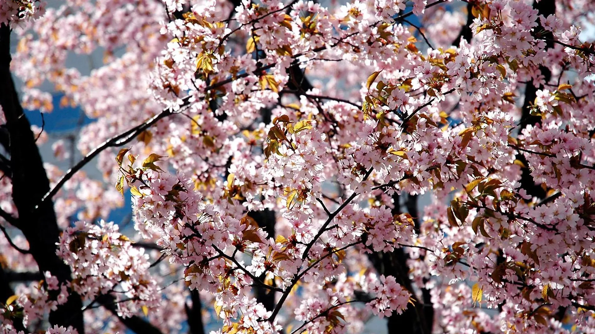 札幌Primal公寓